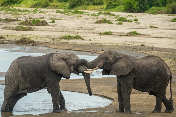 5 Days Lodge Luxury: A Taste of Tanzania Safari - Lodges, meals, and what luxury means here