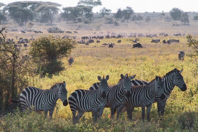 5 Days Lodge Luxury: A Taste of Tanzania Safari - What the $2,693 price delivers