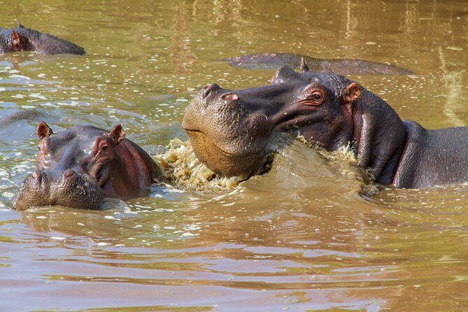 5 Days Lodge Luxury: A Taste of Tanzania Safari - The guide can shape the entire safari