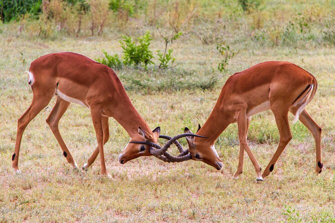 5 Days Lodge Luxury: A Taste of Tanzania Safari - Day 2: Tarangire’s elephants and baobabs