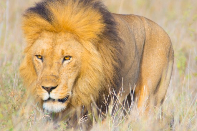 5 Days Lodge Safari. - Day three: a full day searching the Serengeti