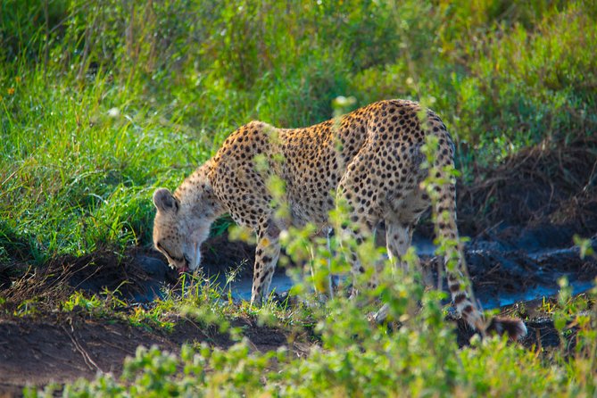 5 Days Lodge Safari. - What the $2,309.54 price really buys