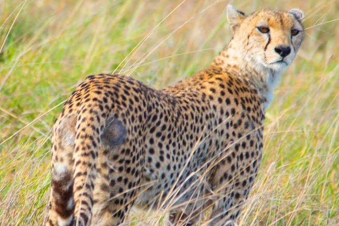 5 Days Lodge Safari. - Who will get the most from this safari