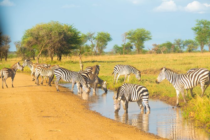 5 Days Lodge Safari. - Day one: flamingos and forest at Lake Manyara
