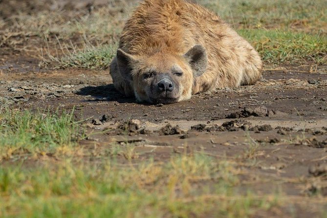 5 Days Luxury Lodge Safari Tour Tanzania - Day 1: Elephants and baobabs in Tarangire