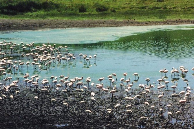 5 Days Luxury Lodge Safari Tour Tanzania - Days 3 and 4: More time in Serengeti
