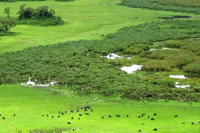 5 Days Luxury Lodge Safari Tour Tanzania - The Serengeti portion: what you can reasonably expect