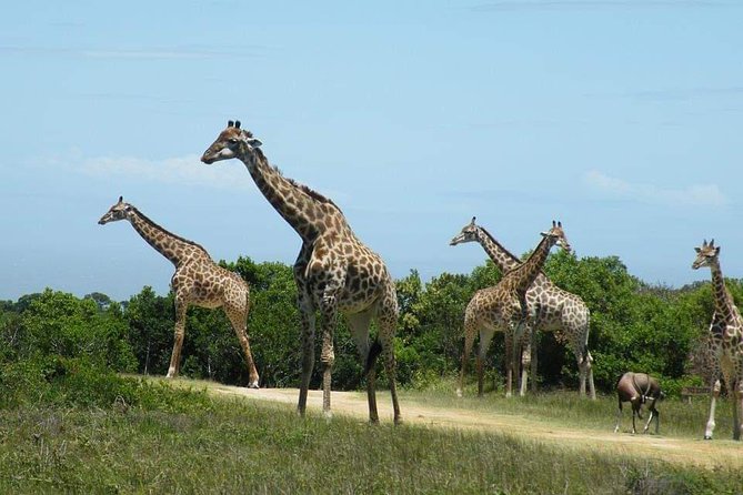 5 Days Luxury Lodge Safari Tour Tanzania - What the $3,200.24 price includes