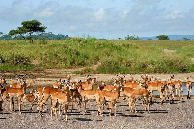 5 Days Luxury Lodge Safari Tour Tanzania - Who will like this safari most