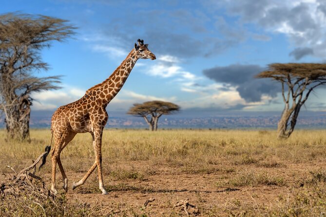 5 Days Mid-Range Group Safari with Accommodation - Key points to know before booking
