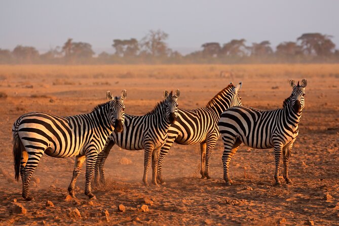 5 Days Mid-Range Group Safari with Accommodation - Day 1: Tarangire’s elephants and baobab country