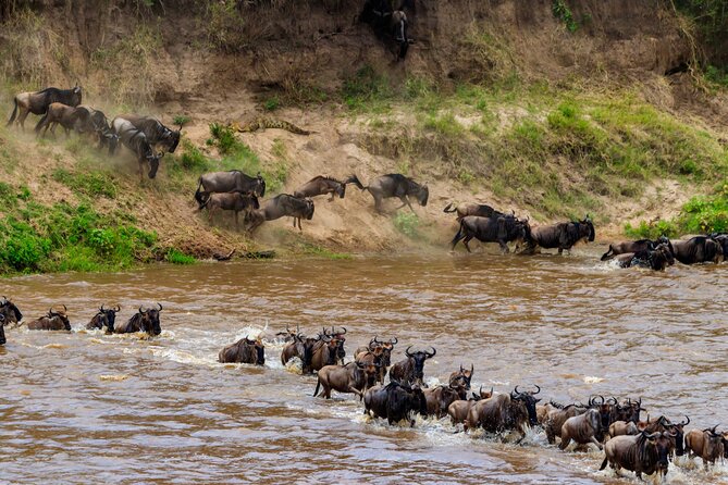 5 Days Mid-Range Group Safari with Accommodation - Day 2: Lake Manyara’s forest, lake, and birdlife