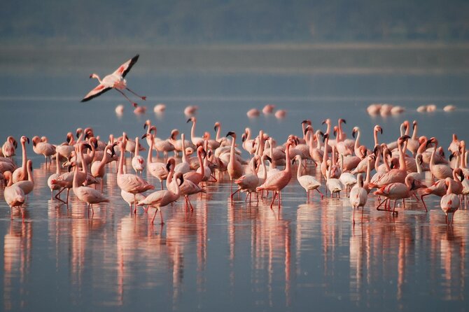 5 Days Northern Tanzania Safari- Lodging - Key points at a glance