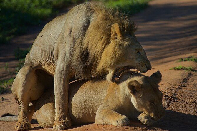 5 Days Northern Tanzania Safari- Lodging - A five-day route with the right northern circuit highlights