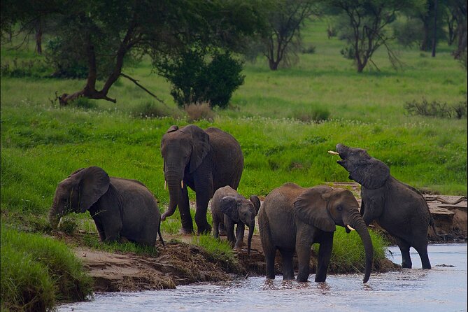 5 Days Northern Tanzania Safari- Lodging - Tarangire: baobabs, birds, and the dry-season river