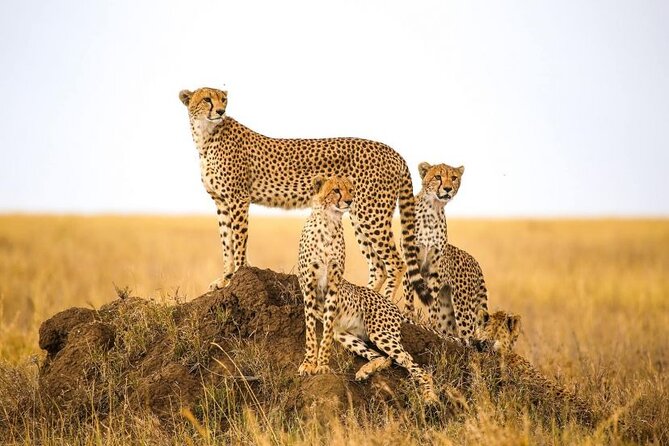 5-Days Private Safari in Tanzania with Pick Up - Four parks, one compact northern Tanzania route