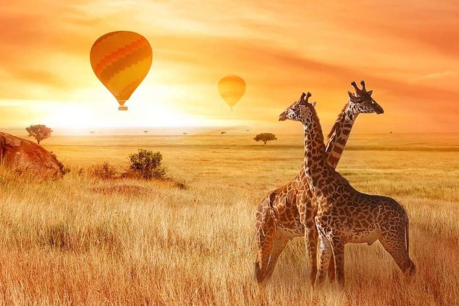 5 Days Private Safari- Tarangire, Serengeti, Ngorongoro & Manyara - Day 1: Tarangire’s elephants and baobabs