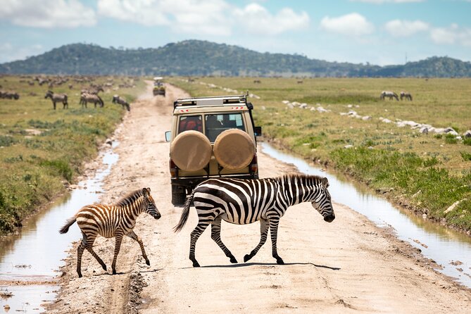 5 Days Private Safari Tour & Maasai village Visit Tanzania - Day 3: The long road into central Serengeti