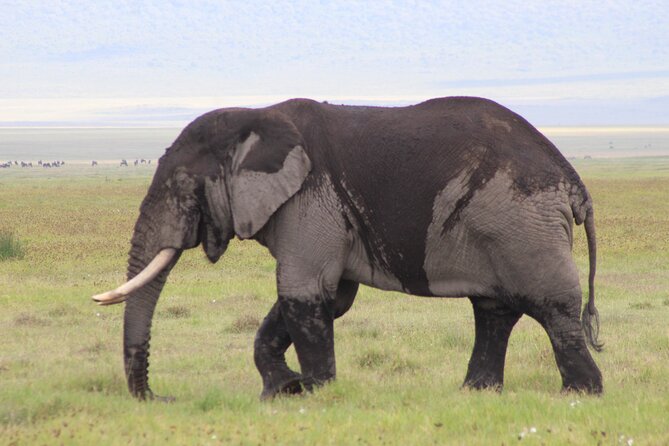 5-Days Private Tanzania Safari Tour - Four Parks, One Walking Finish