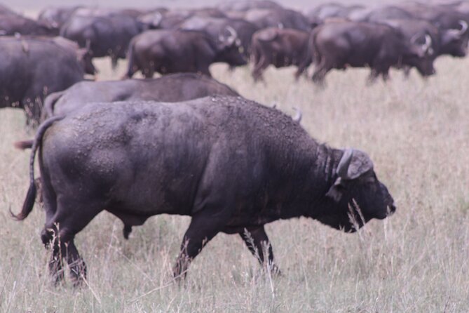 5-Days Private Tanzania Safari Tour - Day One: Elephants and Baobabs in Tarangire