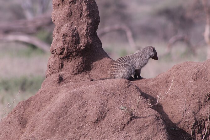 5-Days Private Tanzania Safari Tour - Day Five: Lake Manyara on Foot