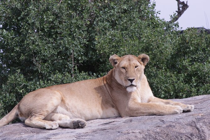 5-Days Private Tanzania Safari Tour - What $2,150 Per Person Buys You
