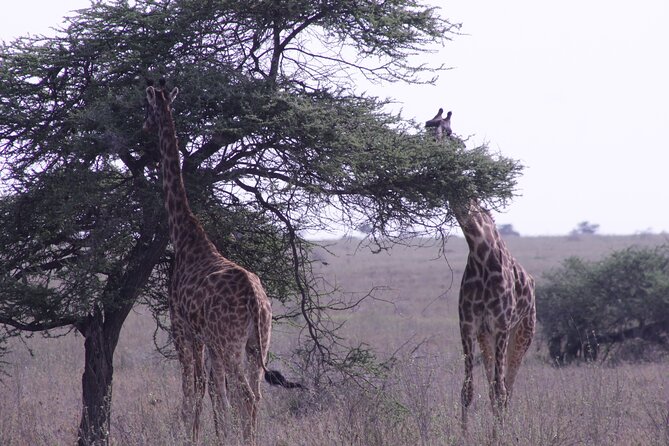 5-Days Private Tanzania Safari Tour - The Guide Can Shape the Whole Experience
