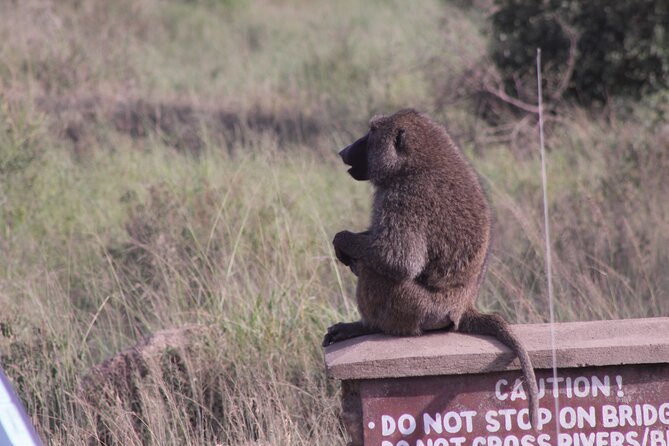 5-Days Private Tanzania Safari Tour - Who Will Like This Safari Most
