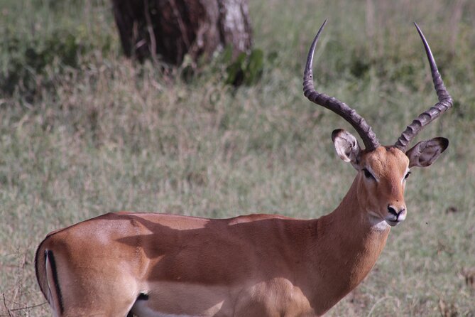 5-Days Private Tanzania Safari Tour - Days Two and Three: Two Different Views of the Serengeti