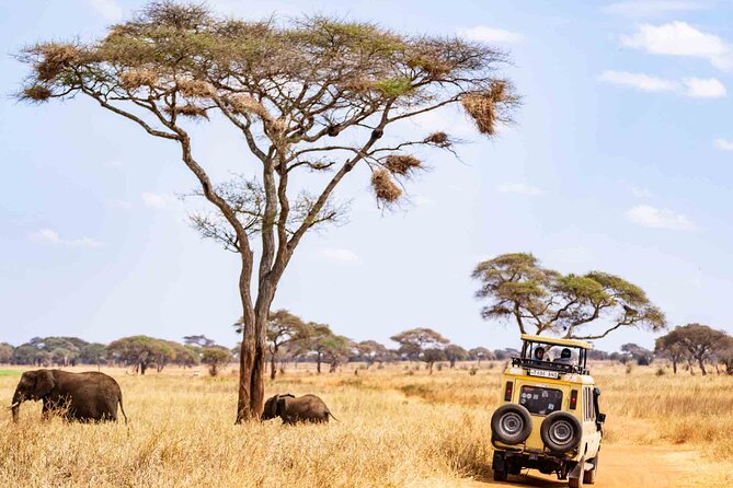 5 Days Private Tarangire, Serengeti, Ngorongoro, Manyara Safaris - Day 1: Tarangire’s elephants and baobab country