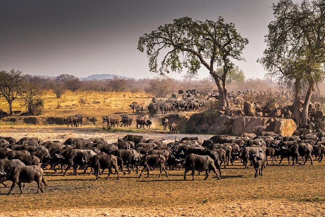 5 Days Ruaha National Park Safari - Day three: elephants, lions, and the Great Ruaha River