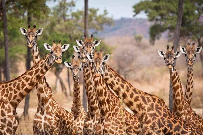 5 Days Ruaha National Park Safari - Day five: leaving Ruaha and returning to Iringa