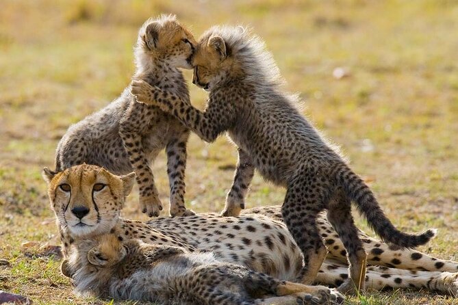 5 Days Safari Adventure in Tanzania - Four Parks, One Tight Tanzania Route