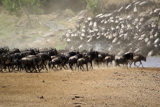 5 Days Safari Adventure in Tanzania - Day Two: Lake Manyara Before the Serengeti Transfer