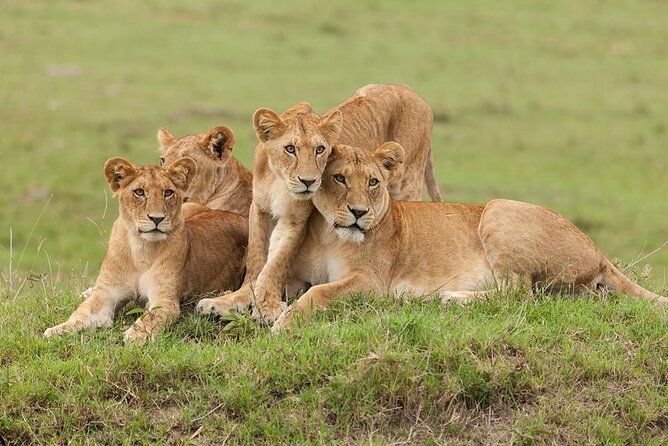 5 Days Safari Adventure in Tanzania - The Guide Can Make or Break the Safari