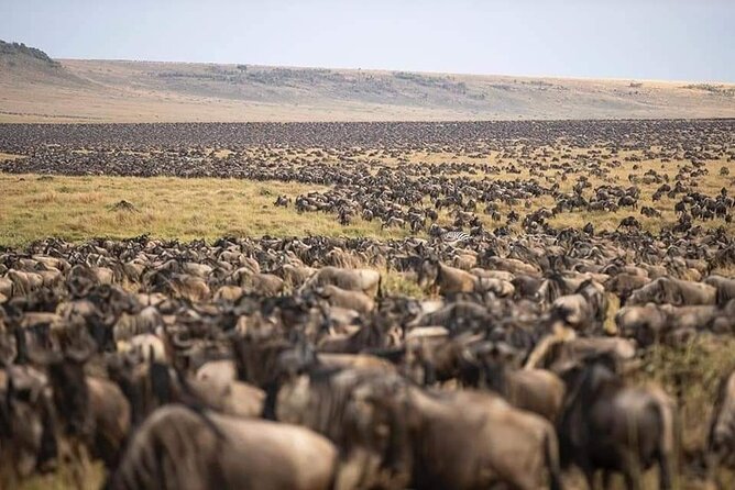 5 Days Safari Adventure in Tanzania - Day One: Tarangire’s Elephants and Open Woodland