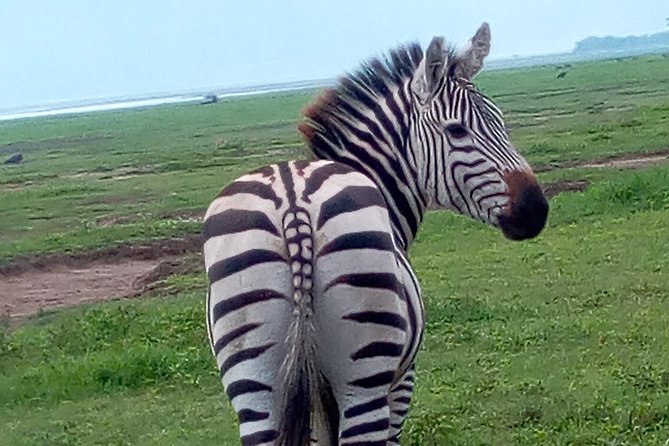 5 Days Safari from Dar es Salaam to Tarangire NP, Manyara NP & Ngorongoro Crater - Why this route is more than a park-to-park safari