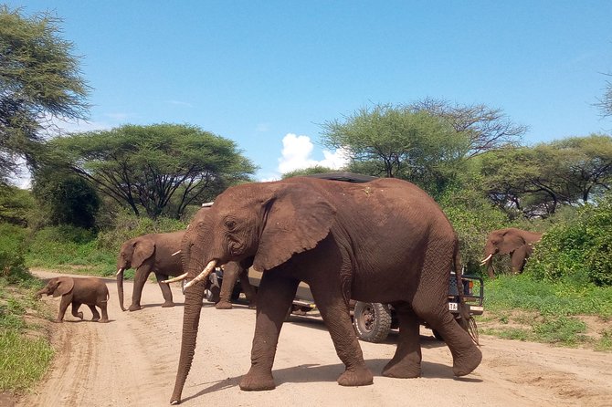 5 Days Safari from Dar es Salaam to Tarangire NP, Manyara NP & Ngorongoro Crater - Day one: sisal fields, mountains, and the long run north