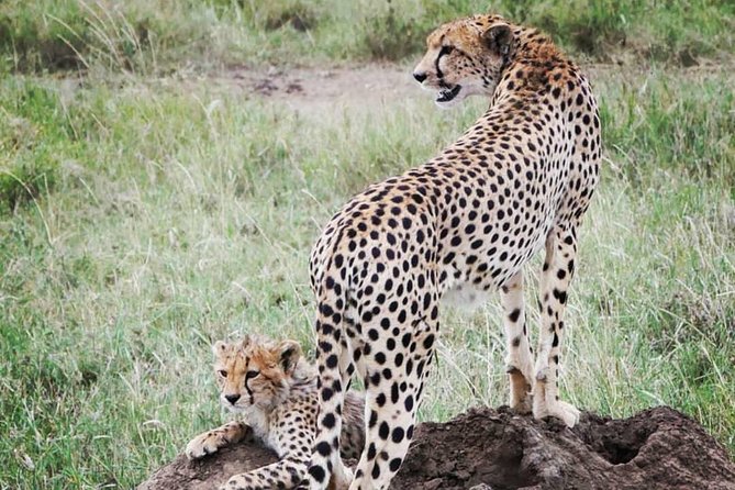 5 days safari, hiking & culture (Serengeti & kilimanjaro) - Day 3: An early Seronera game drive