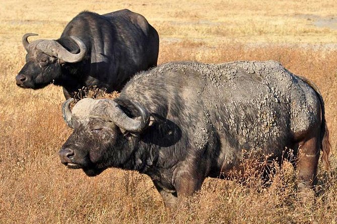 5 Days Safari In Serengeti And Ngorongoro - A strong northern Tanzania route in five days