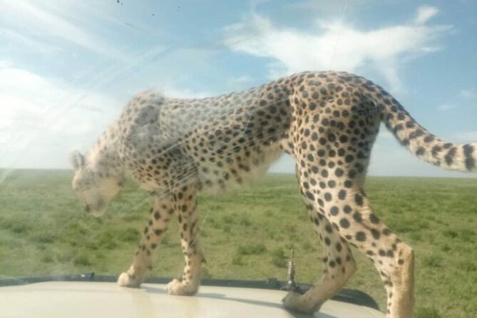 5 Days Safari In Serengeti And Ngorongoro - Day three: Olduvai Gorge and the first Serengeti drive