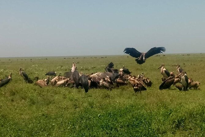 5 Days Safari In Serengeti And Ngorongoro - Day four: the Serengeti gets its full chance