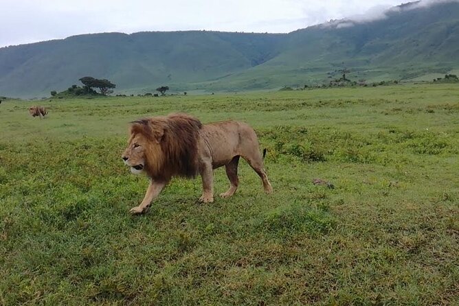 5 Days Safari In Serengeti And Ngorongoro - Day five: Ngorongoro Crater’s concentrated wildlife