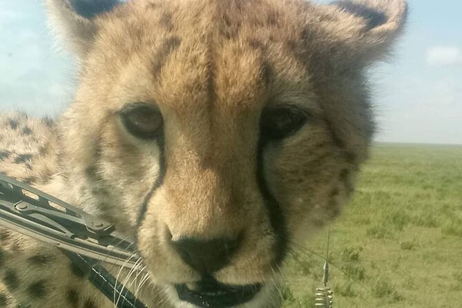 5 Days Safari In Serengeti And Ngorongoro - Meals, camps, and practical comfort