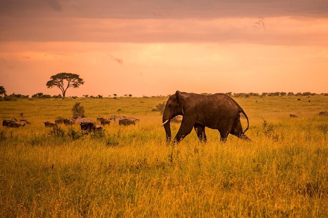 5 Days Safari in Tanzania | Camping and Lodge Safaris - From Arusha to Tarangire in about two hours