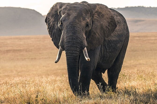5 Days Safari Northern Circuit of Tanzania - Day 1: A useful night in Arusha