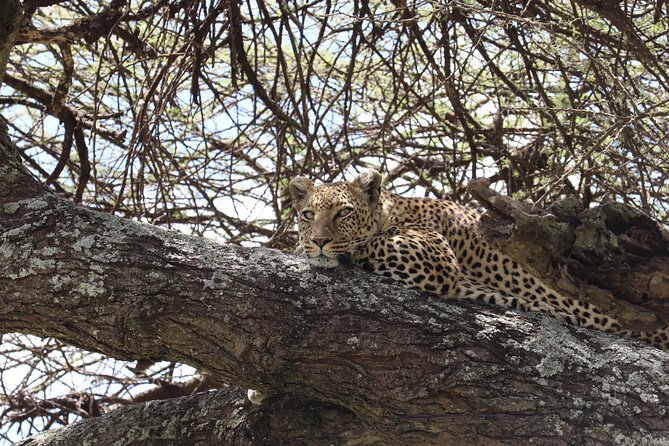 5 Days Safari Northern Circuit of Tanzania - Day 4: Serengeti and the search for big cats