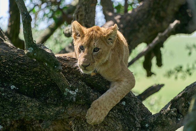 5 Days Safari Northern Circuit of Tanzania - Guides can make or break the experience