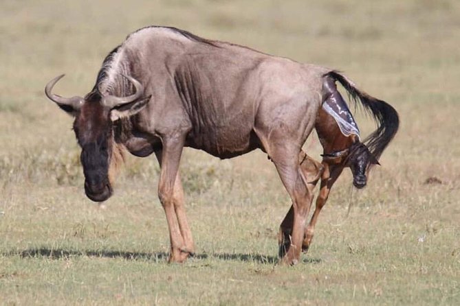 5 Days safari Selous GR and Mikumi NP - Key points at a glance