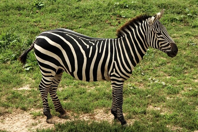 5 Days Safari Tarangire, Serengeti, and Ngorongoro Crater - Why this safari works in only five days